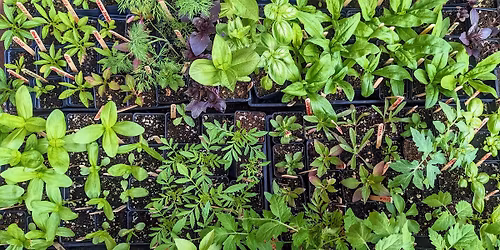 Wild Urban Plant Sale