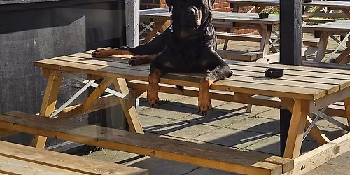 Andy Ottley as Elvis