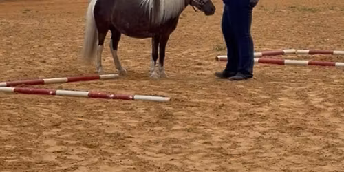 Halter, Showmanship and In Hand Obstacles Clinic
