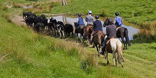 Adult Horse Riding Camp