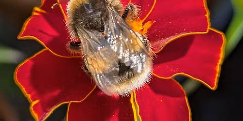 Clerkenwell Pollinator Path: Survey Results, Recommendations & Next Steps