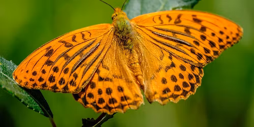 Moths and Butterflies Experience in the New Forest