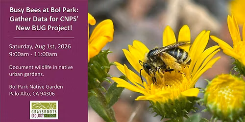Busy Bees at Bol Park: Gather Data for CNPS' New BUG Project!