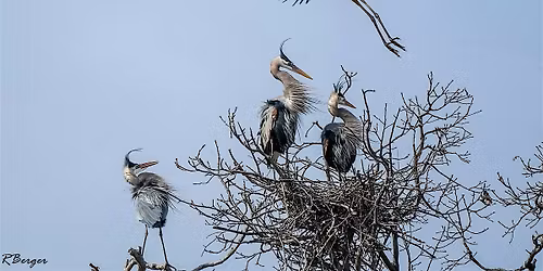 Heron Rookery & Hungry Birds at Kensington