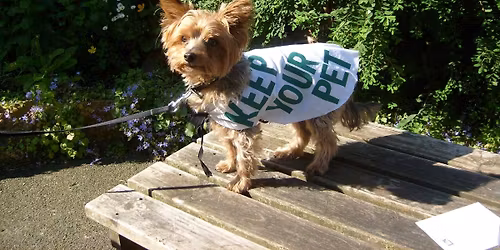 KYP at West Bank Park Summer Fair
