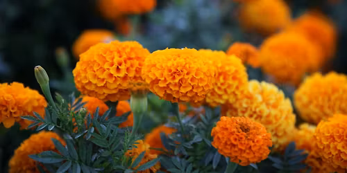 Sea Here: North Yorkshire Women Poets and Music by The Marigolds