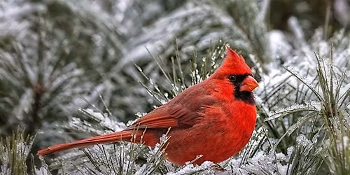 Winter Survival Tips