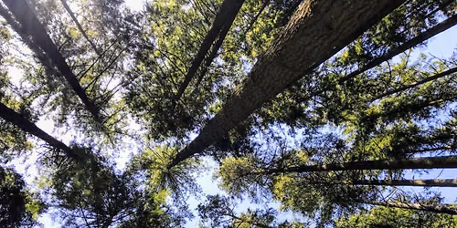 Forest Bathing - Restore Yourself in Nature