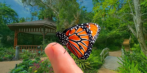 Butterfly Garden Talk by Beth Heron