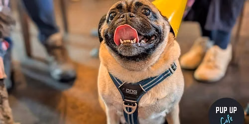 Leeds - Pug Pup Up Cafe \u2600\ufe0f