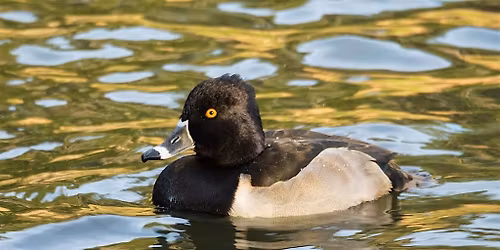 Queer Birders Club: Fir Island