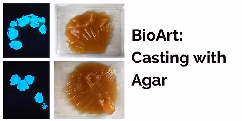 BioArt: Casting with Agar