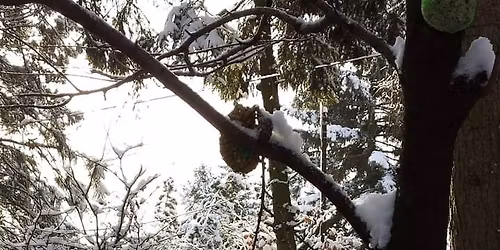 Feierliches Weihnachtsbaumsetzen bei den Zweisiedlern