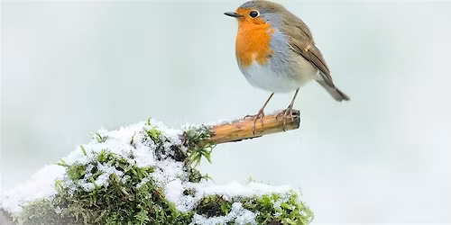 Create your on Eco Christmas Decorations (Free event) - Hanwell Fields Community Centre, Saturday 13 December