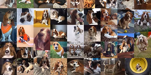 Janurary Basset Meet-up