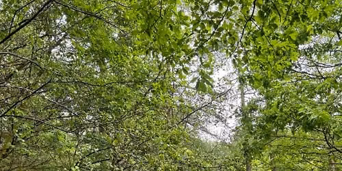 Wild Forest Sauna