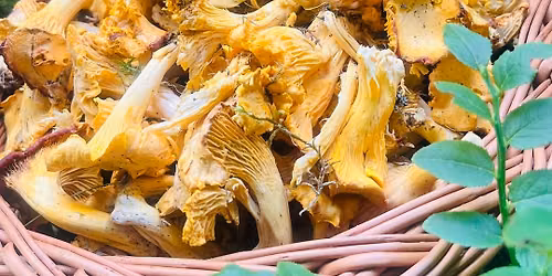 La CULES de CIUPERCI la M\u0103ri\u0219el\/ Mushrooms picking at M\u0103ri\u0219el