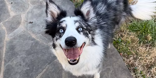 Booth at the Bark in the Park Festival