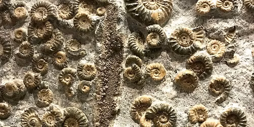 Fossil detective