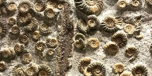 Fossil detective 