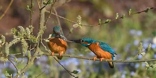 Gadespring Cressbeds Open Day