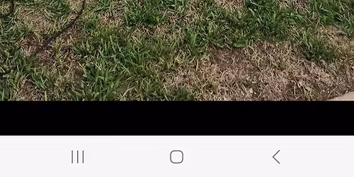 Laniers Ribs at Apollo Center