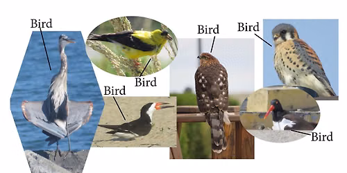 Fort Monroe Bird Walk