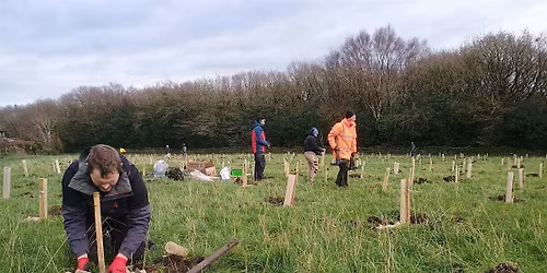 Tree planting in Kirklees - Almondbury ward