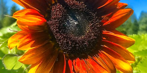 Sunflower Festival at O\u2019Keefe Farms
