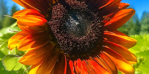Sunflower Festival at O\u2019Keefe Farms