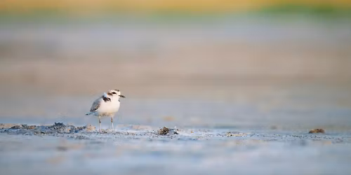 Shoreline Sentinels of Great Salt Lake \u2014 Free Film Screening