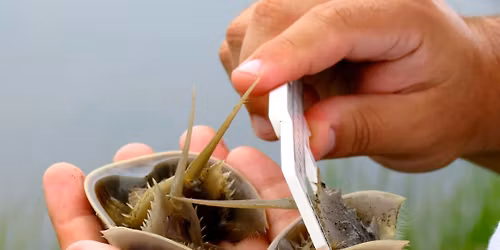 Horseshoe Crab Community Science Program \u2013 Project Limulus