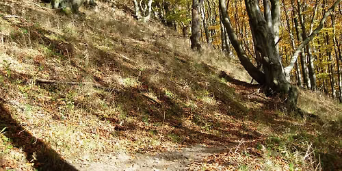Botanische Exkursionen Rund um Zierenberg \u2013 Der Hohe D\u00f6rnberg im Herbstgewand