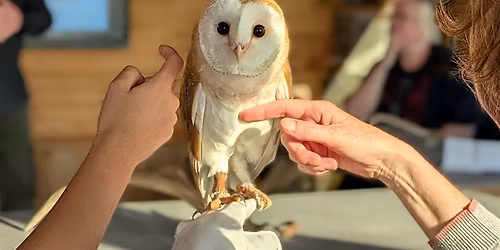 Meet a Barn Owl