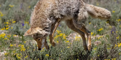 Coyotes of Atlanta