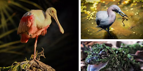A Feathered Focus | Wildlife Photography by Morgan Thompson