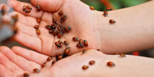 The Great Ladybug Release