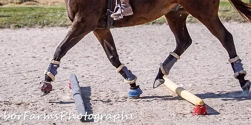Cavaletti Clinic 