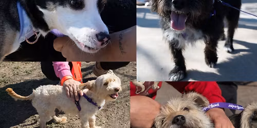Hike with a Homeless Pet