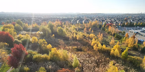 Examples of Ecological Restoration Across the City of Mississauga
