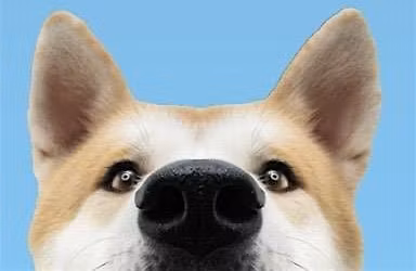 DOG DAY!