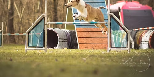 Nymbursk\u00e9 kv\u011btnov\u00e9 trojzkou\u0161ky + A0 - ofici\u00e1ln\u00ed agility z\u00e1vody