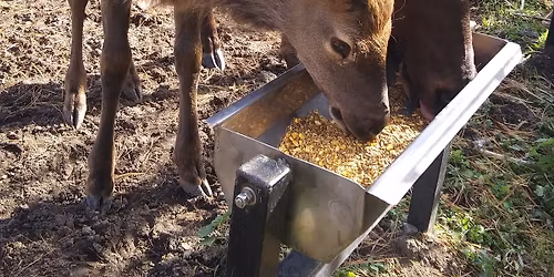 Feed the Deer and Elk
