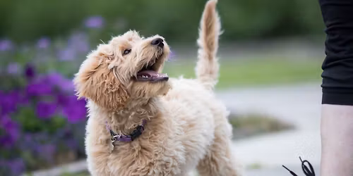 PUPPY CLASS