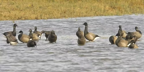 Winter wildfowl walk