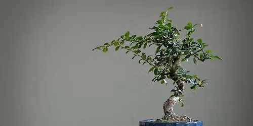 Bonsai Make & Take