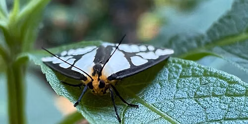 National Moth Week