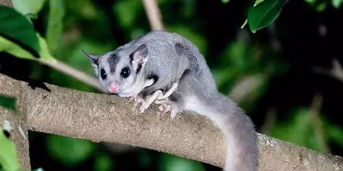 Nocturnal Wildlife at the Botanic Garden