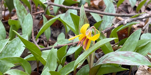 Weekday Evening Park Nature Walks Every Third Thursday, April topic- Spring flowers and birds