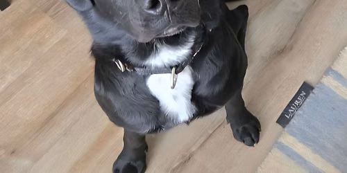Adoption Event